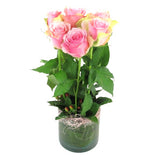 6 Pink Roses in vase
