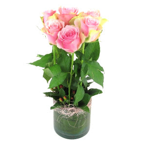 6 Pink Roses in vase